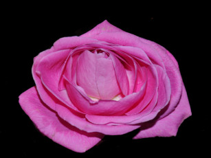 Картинка цветы розы