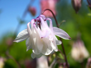 Картинка цветы аквилегия водосбор белый