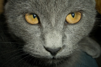 Картинка животные коты глаза