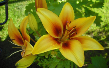 Картинка цветы лилии лилейники желтый