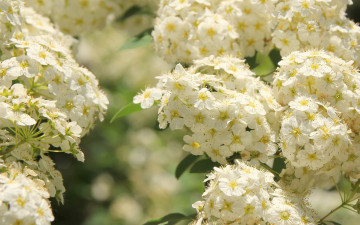Картинка таволга цветы цветущие деревья кустарники белый