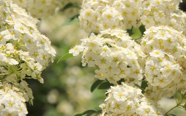 Обои картинки фото таволга, цветы, цветущие, деревья, кустарники, белый