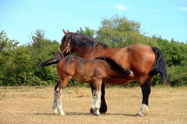 Обои картинки фото животные, лошади, жеребёнок, кобыла