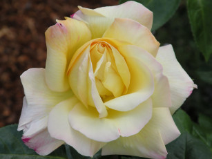 Картинка цветы розы роза