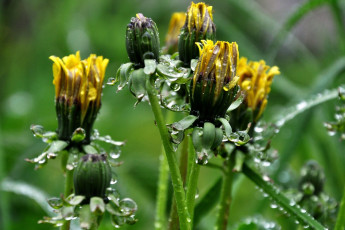 Картинка цветы одуванчики капли вода бутоны