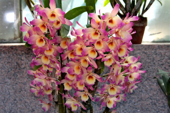 Картинка цветы орхидеи