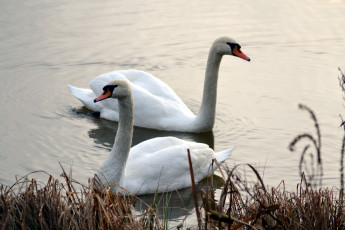 Картинка животные лебеди пруд пара