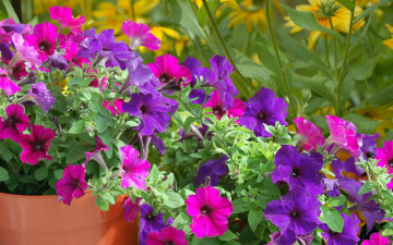 Картинка цветы петунии калибрахоа розовый сиреневый