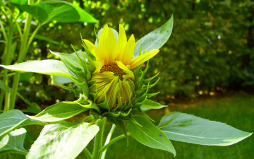 Картинка цветы подсолнухи бутон