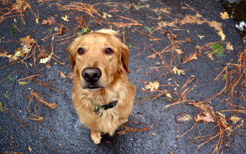 Картинка животные собаки взгляд преданность собака