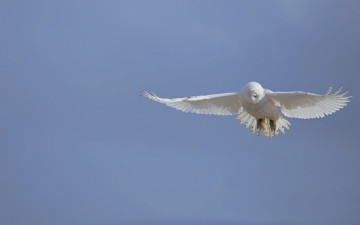 Картинка животные совы полёт сова