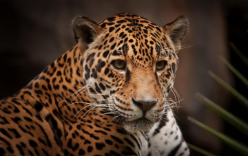 Картинка животные Ягуары ягуар дикая кошка