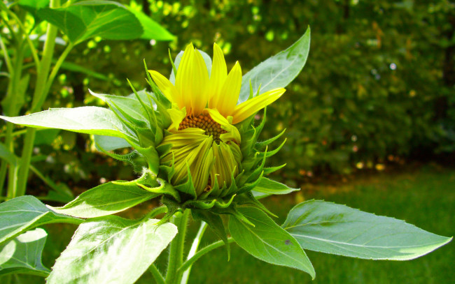 Обои картинки фото цветы, подсолнухи, бутон