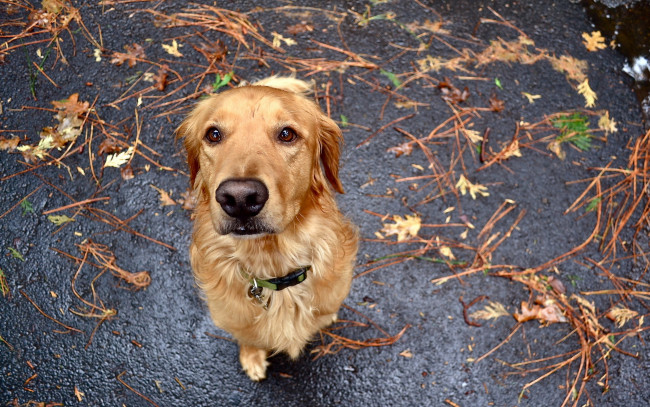 Обои картинки фото животные, собаки, взгляд, преданность, собака