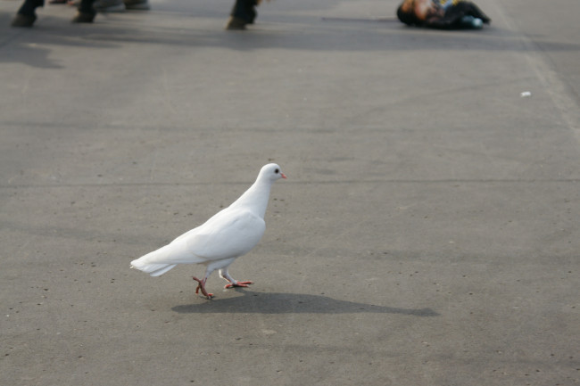 Обои картинки фото животные, голуби, голубь, белый