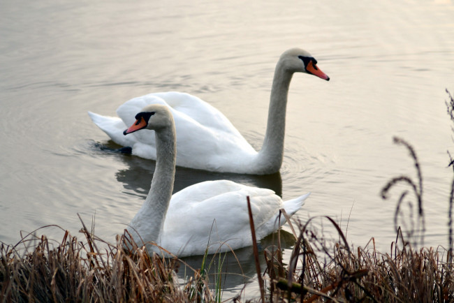 Обои картинки фото животные, лебеди, пруд, пара