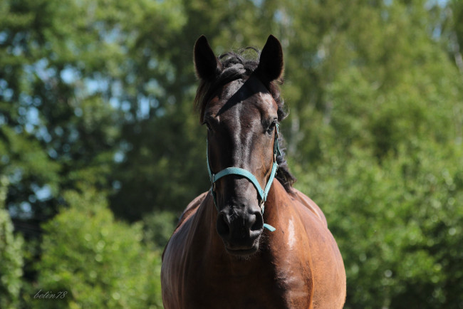 Обои картинки фото животные, лошади, гнедая