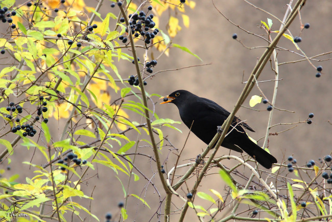 Обои картинки фото животные, птицы, ягоды, ветки, птица