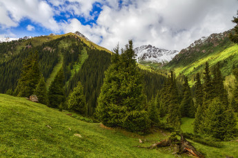 Картинка кыргыстан+ущелье+алтын-арашан природа горы алтын-арашан ущелье кыргыстан пейзаж лес ели