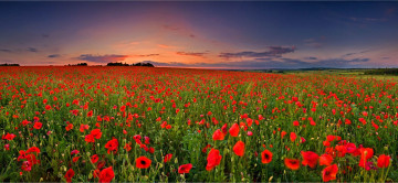 Картинка природа луга поле закат пейзаж цветы