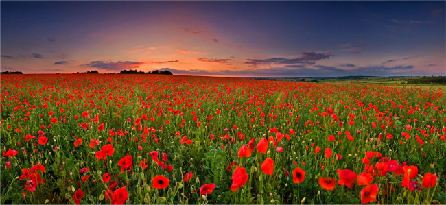 Обои картинки фото природа, луга, поле, закат, пейзаж, цветы