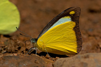Картинка appias+lyncida+-+chocolate+albatross животные бабочки +мотыльки +моли бабочка
