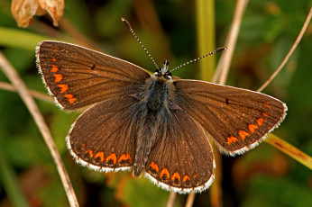 Картинка aricia+agestis+-+brown+argus животные бабочки +мотыльки +моли бабочка