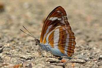 Картинка athyma+cama+-+orange+staff+sergeant животные бабочки +мотыльки +моли бабочка