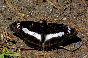Картинка athyma+selenophora+-+staff+sergeant животные бабочки +мотыльки +моли бабочка
