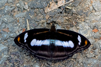 Картинка athyma+selenophora+-+staff+sergeant животные бабочки +мотыльки +моли бабочка