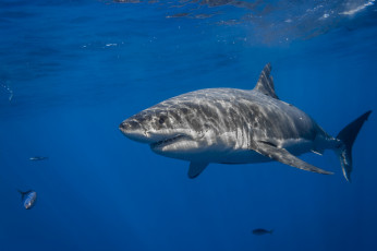 Картинка great+white+shark животные акулы акула глубина океан