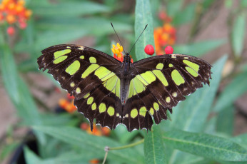 Картинка malachite животные бабочки +мотыльки +моли бабочка