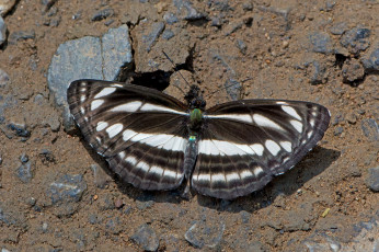 Картинка neptis+leucoporos+-+burmese+sailor животные бабочки +мотыльки +моли бабочка