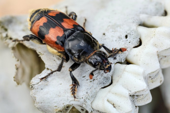 Картинка nicrophorus+vespillo животные насекомые жучок