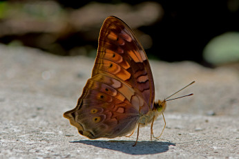 Картинка vagrans+sinha+-+the+vagrant животные бабочки +мотыльки +моли бабочка