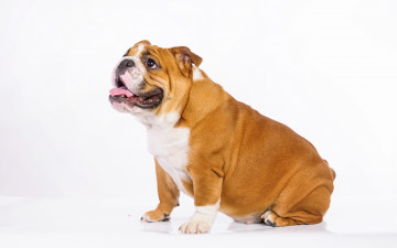 Картинка животные собаки взгляд собака