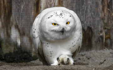 Картинка животные совы