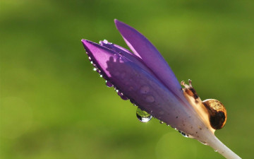 Картинка животные улитки улитка капли цветок