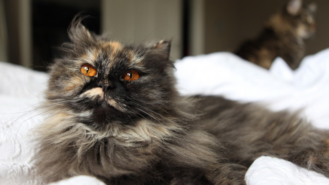 Обои картинки фото животные, коты, кошка, кот, пушистик