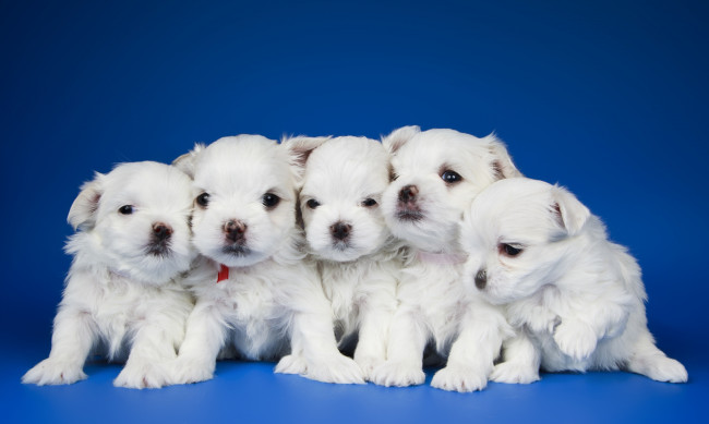 Обои картинки фото животные, собаки, квинтет, малыши, щенки