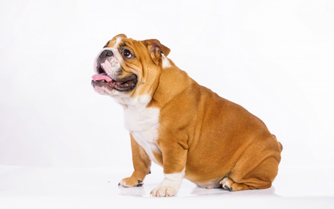 Обои картинки фото животные, собаки, взгляд, собака