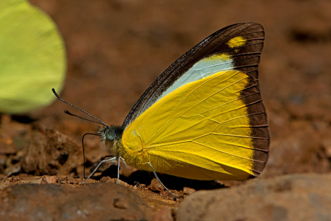 Обои картинки фото appias lyncida - chocolate albatross, животные, бабочки,  мотыльки,  моли, бабочка