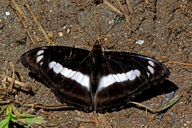 Обои картинки фото athyma selenophora - staff sergeant, животные, бабочки,  мотыльки,  моли, бабочка
