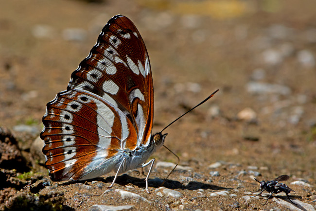 Обои картинки фото friend or foe, животные, бабочки,  мотыльки,  моли, бабочка