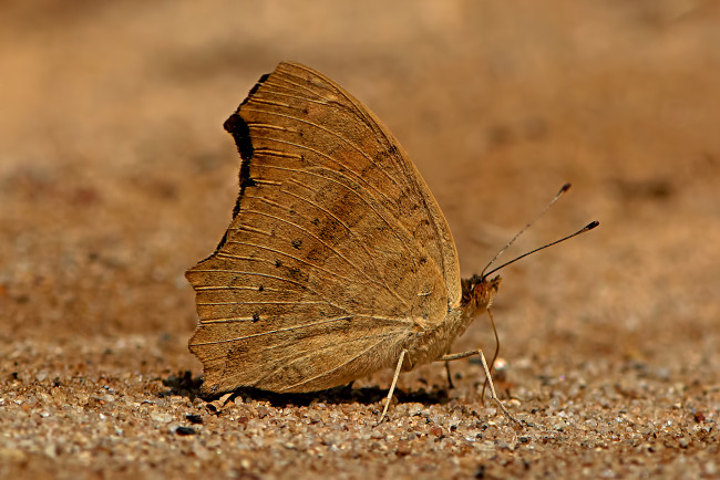 Обои картинки фото junonia lemonias - lemon pansy, животные, бабочки,  мотыльки,  моли, бабочка