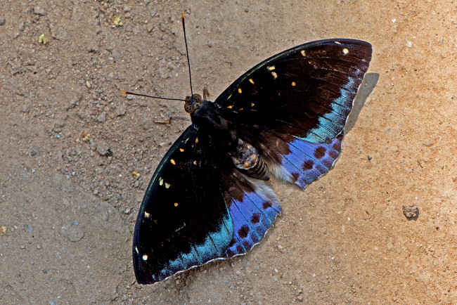 Обои картинки фото lexias pardalis - common archduke, животные, бабочки,  мотыльки,  моли, бабочка