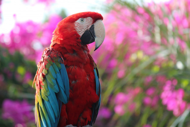Обои картинки фото животные, попугаи, ара