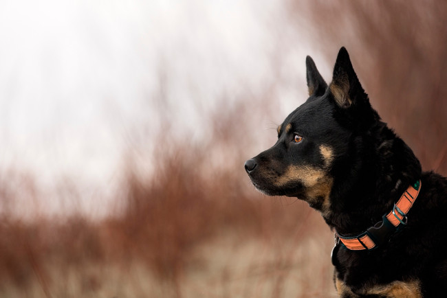 Обои картинки фото животные, собаки, боке, ошейник, профиль