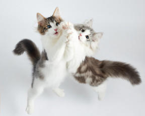 Картинка животные коты киса