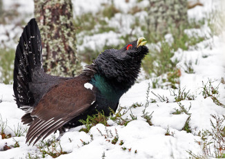 Картинка животные глухари +тетерева птичка